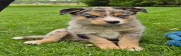 Kruising honden te koop: Mini Australian shepherd pup reutje  - Advertentie 24