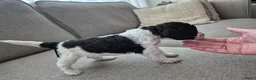 Cockapoo honden te koop: Cockapoo pups  - Advertentie 9