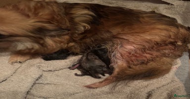 Pomeriaan honden Mini pomeranian teefje Dafi - Advertentie 7