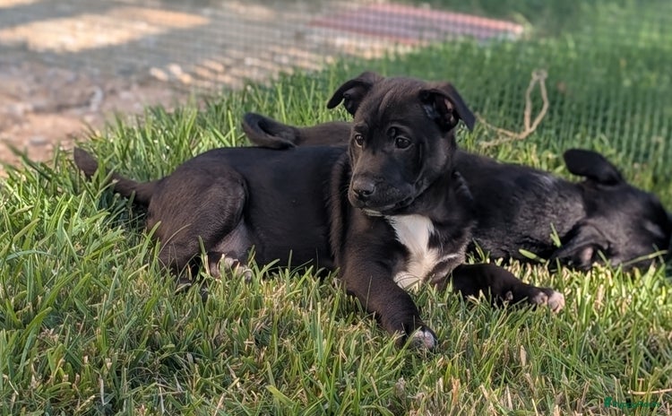 Kruising honden - Advertentie 16