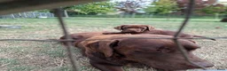 Labrador Retriever honden te koop: Raszuivere bruine labrador pups  - Advertentie 19