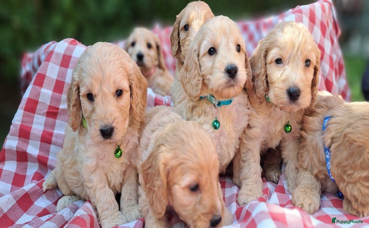 Cockapoo honden - Advertentie 12