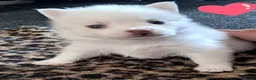 Pomsky honden te koop: Pomsky pups - Advertentie 4