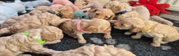 Cockapoo honden te koop: Kleine maat cockapoo pups - Advertentie 14