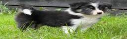 Border Collie honden te koop: Border collie pups met FCI stamboom - Advertentie 2