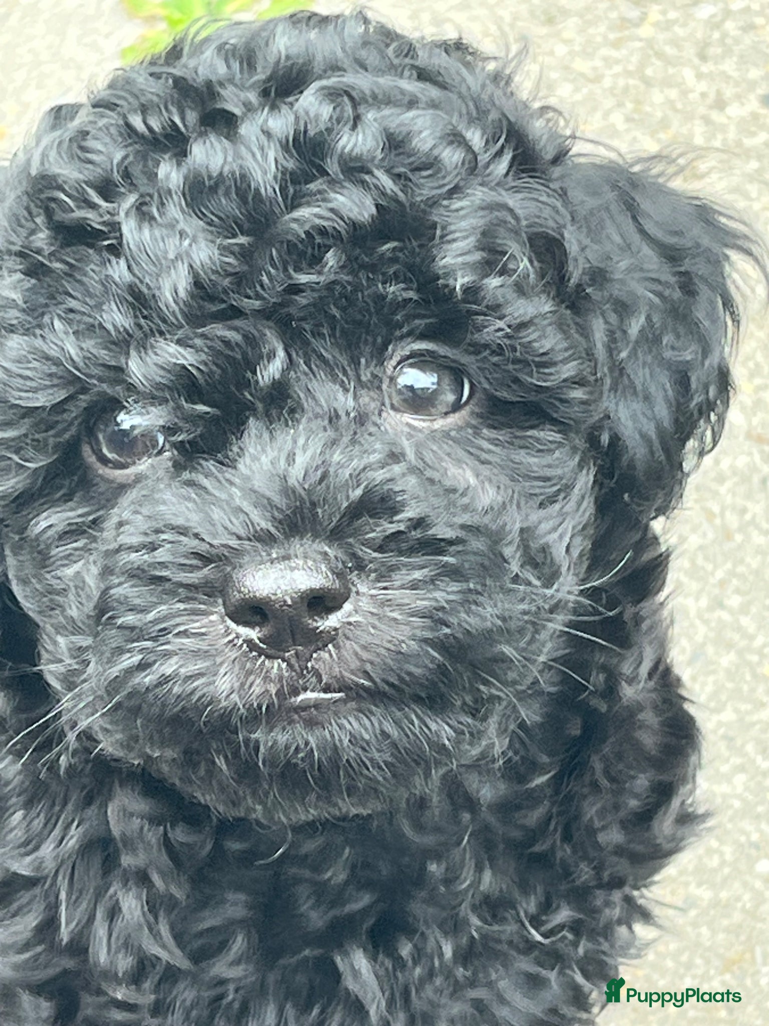 Kruising honden Klein blijvende boompoo mag verhuizen  - Advertentie 2