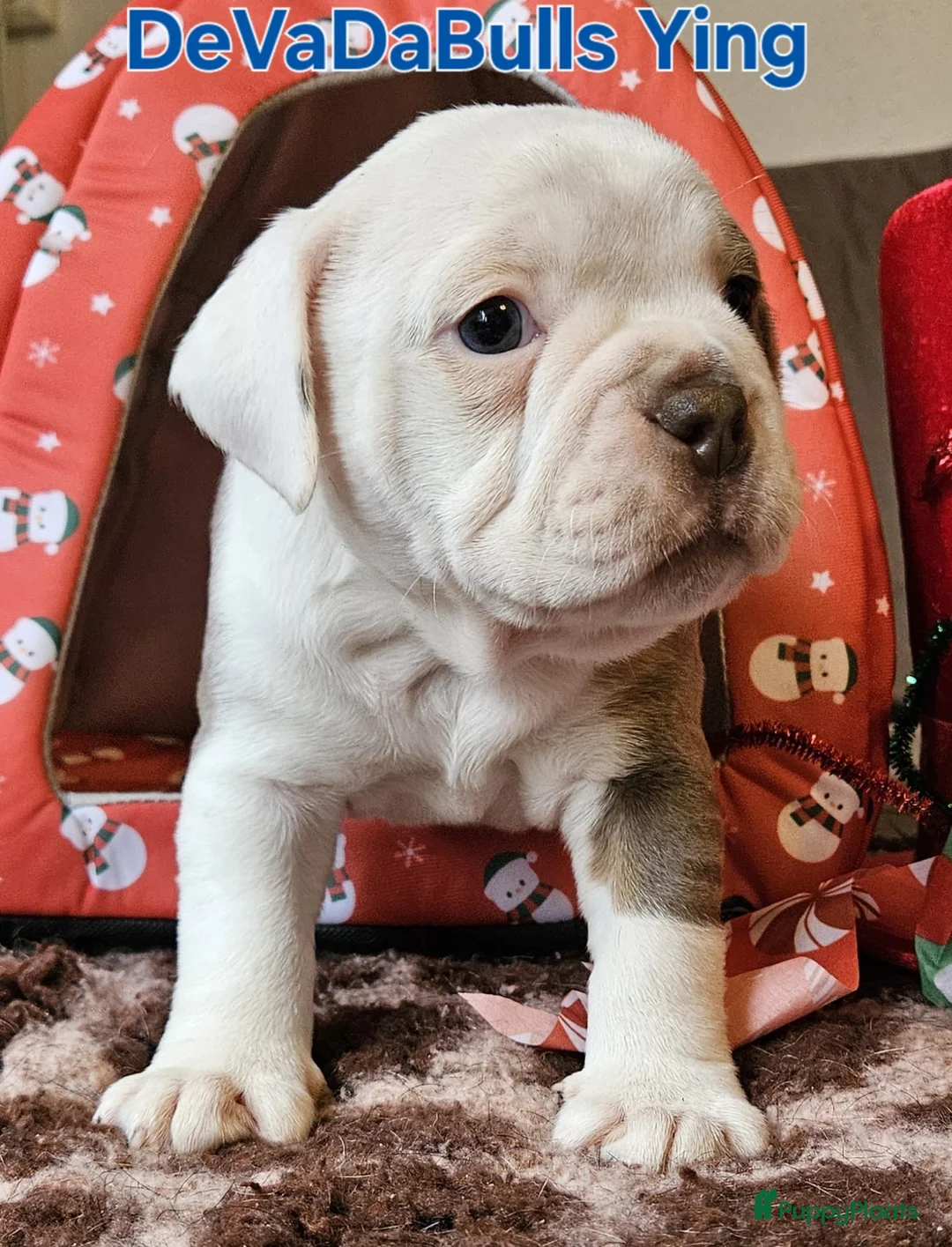 Old English Bulldog honden te koop: 2 Old english bulldog reutjes mogen nest verlaten  - Advertentie 4