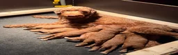 Labradoodle honden te koop: Labradoodle pups  - Advertentie 35