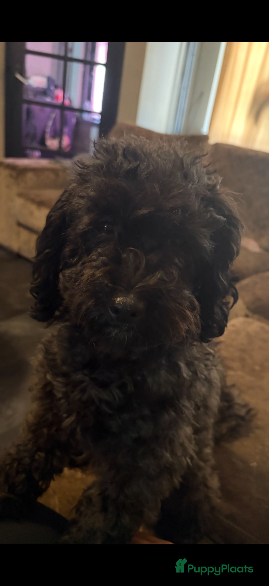 Labradoodle honden Toypoedels - Advertentie 1