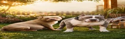 Amerikaanse Bully honden te koop: Amerikaanse pocket bully’s  in Oss - Advertentie 14