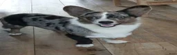 Welsh Corgi Cardigan honden te koop: Welsh corgi cardigan pups, blue merle - Advertentie 20