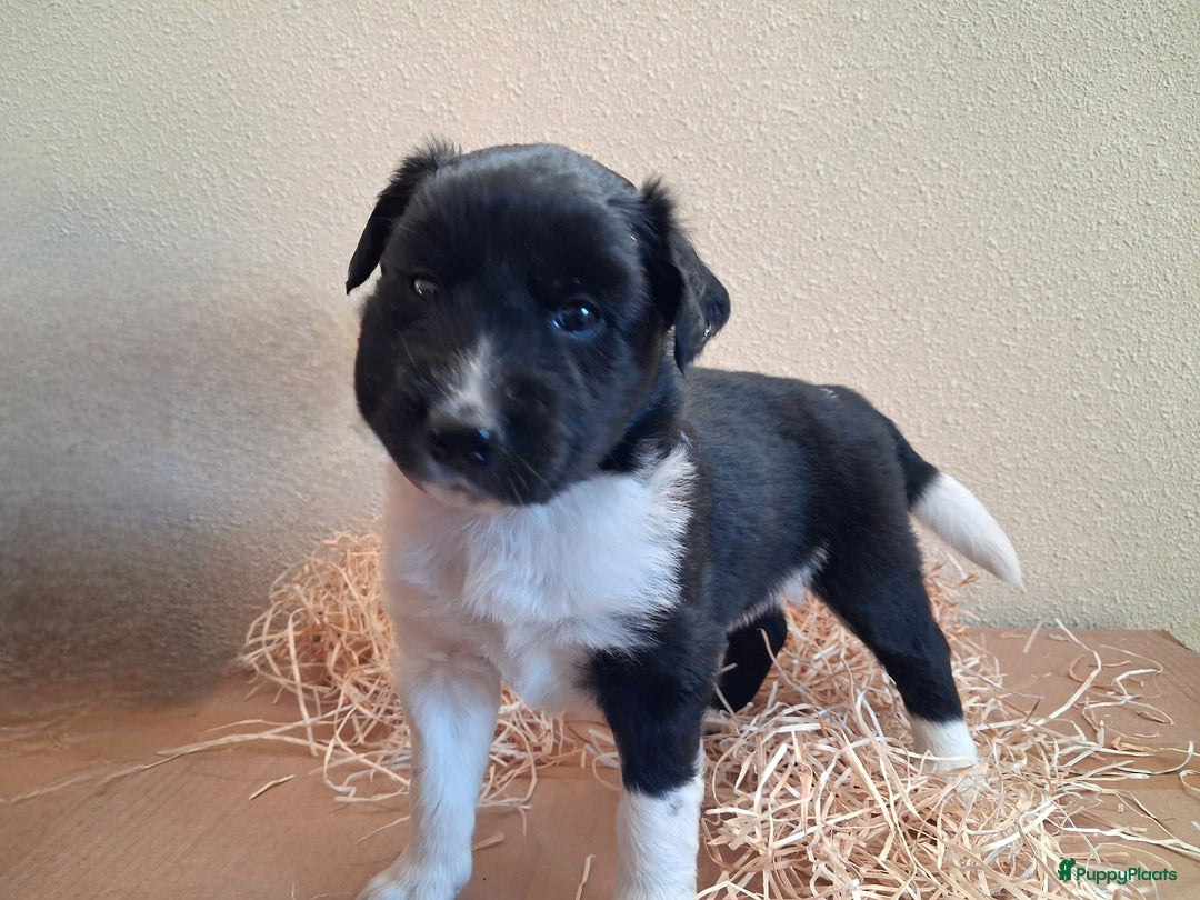 Friese Stabij honden te koop: Lieve Friese Stabij pups - Advertentie 5