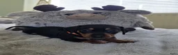 Teckel (korthaar)  honden te koop: Kortharige teckel pups - Advertentie 8