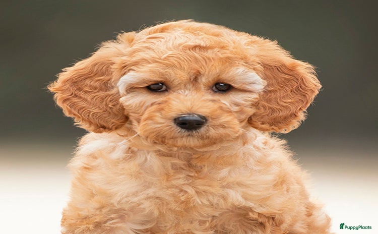 Labradoodle honden Mini Labradoodle pupjes - Advertentie 1