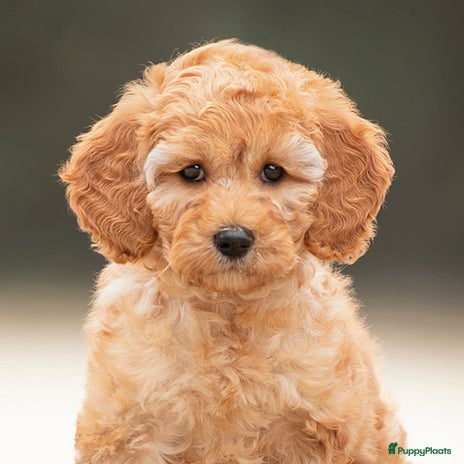 Labradoodle honden Mini Labradoodle pupjes - Advertentie 1