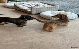 Ruwhaar Teckel honden te koop: Unieke ruwharige dwergteckels te koop - Afbeelding 4