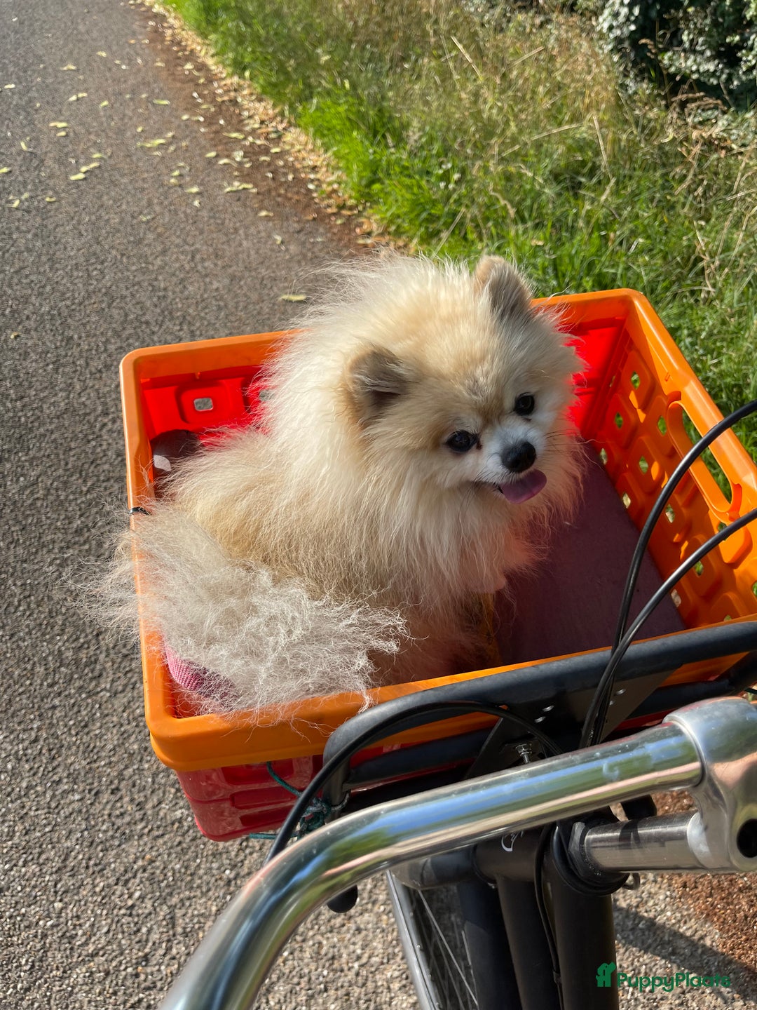 Pomeriaan honden te koop: Volwassen pomeriaan - Afbeelding 7