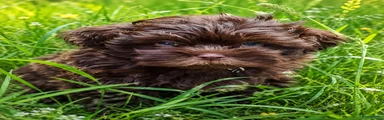 Shihpoo 1