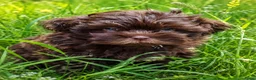Shihpoo honden te koop: Mini ShihPoo F1 Klein BLIJVEND FAWN - Advertentie 3