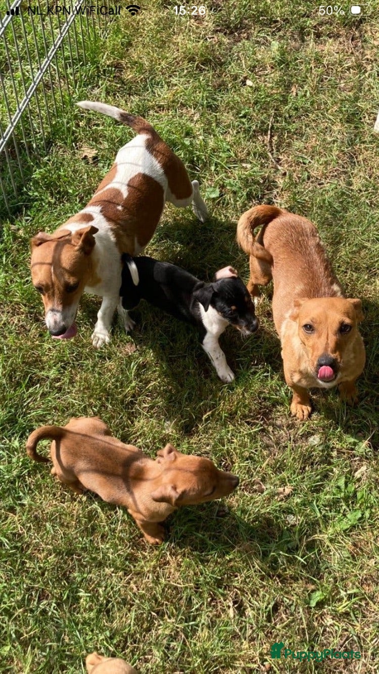 Jack Russel Terriër honden Jack Russell pups  - Advertentie 17