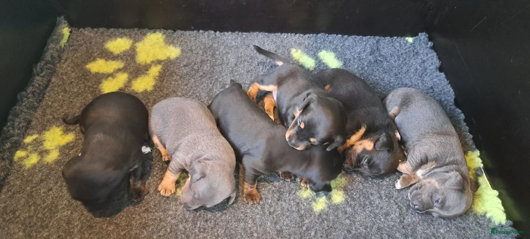 Jack Russel Terriër honden te koop: Jack Russell pups zoeken gouden mandje - Advertentie 2