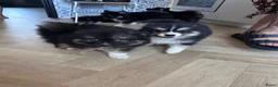 Pomsky honden te koop: 6 pomskys - Advertentie 21