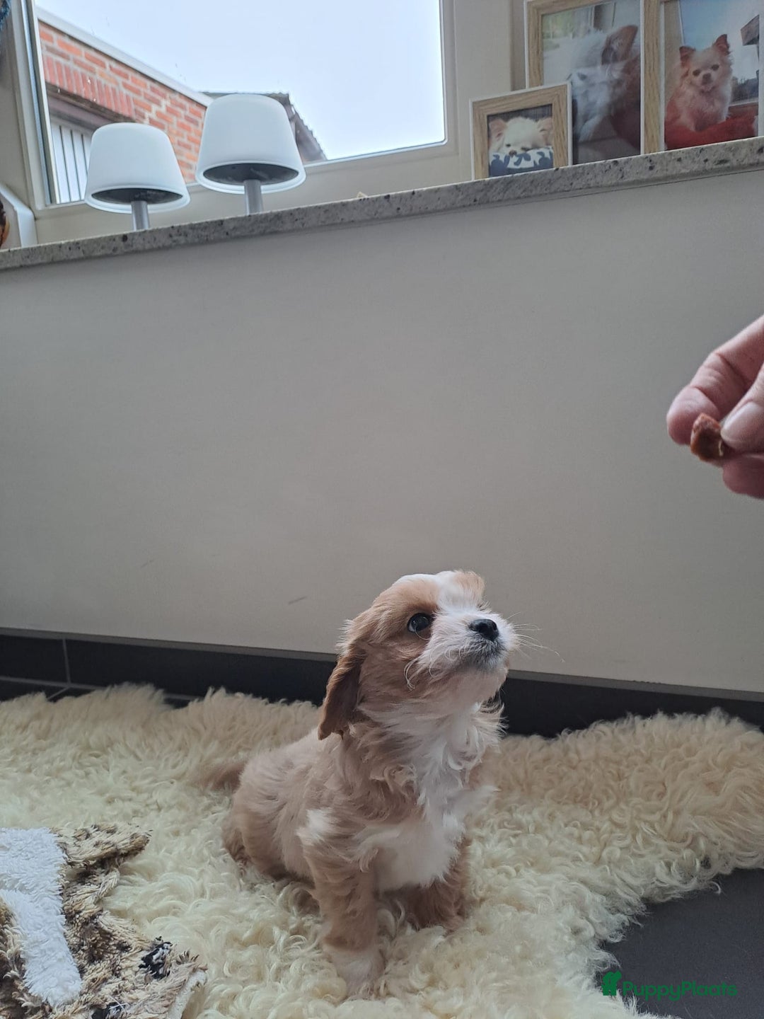 Cavapoo honden te koop: Leuke Cavapoo pups! - Advertentie 4