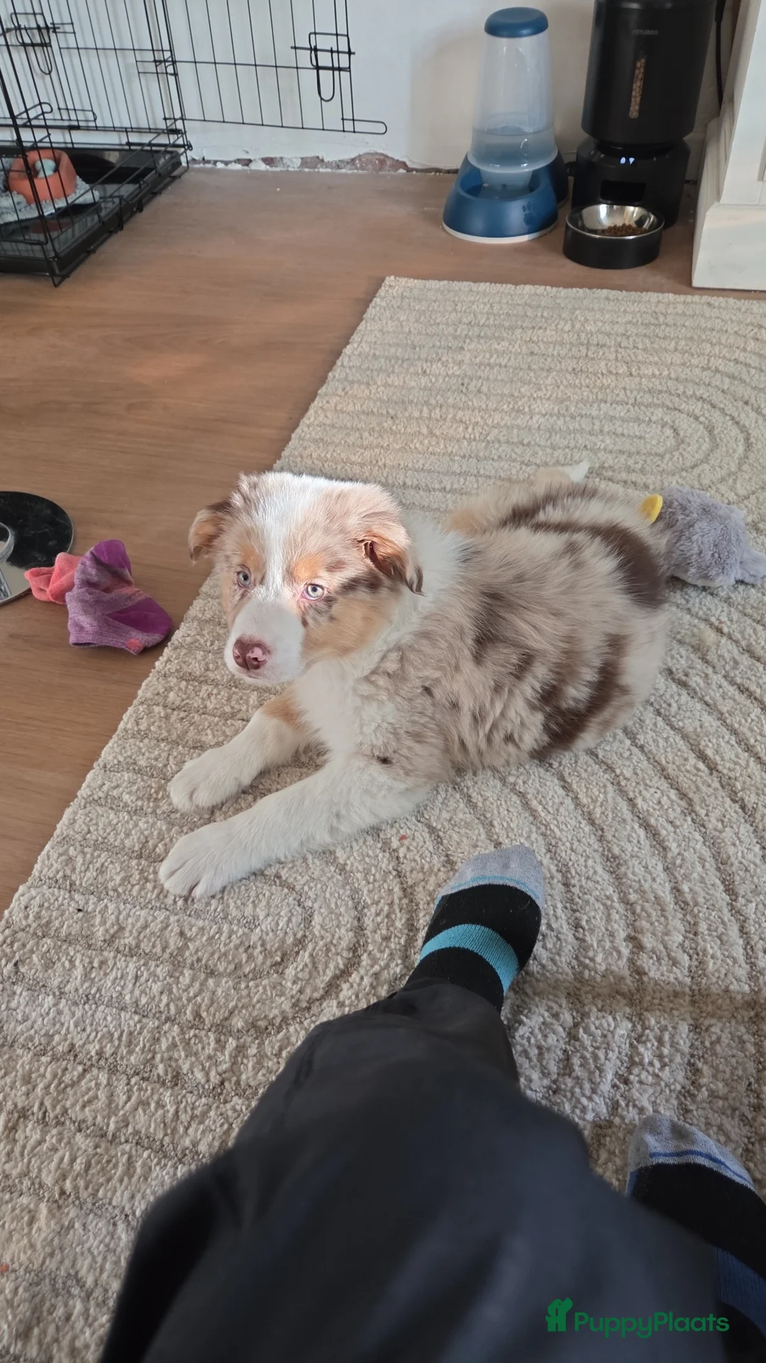 Australian Shepherd honden te koop: Puppy for sale due to allergies - Advertentie 1