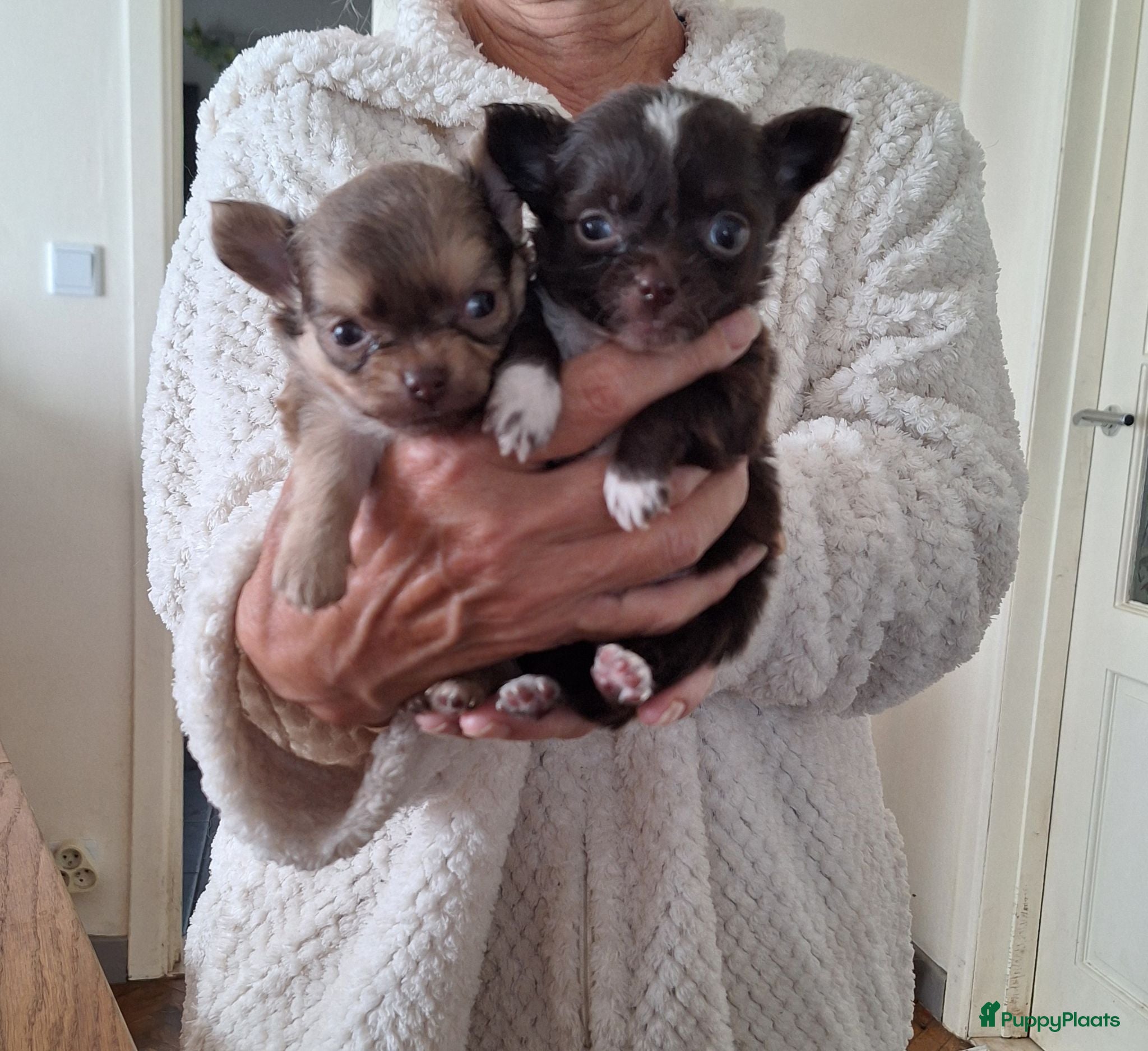 Chihuahua honden Nog 1 mini chihuahua reutje,langharig lichtbruin  - Advertentie 1