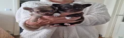 Chihuahua honden te koop: Nog 1 mini chihuahua reutje,langharig lichtbruin  - Advertentie 1