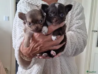 Chihuahua honden Echte mini chihuahua reutjes, langharig - Advertentie 1