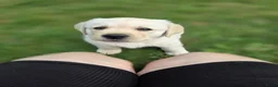 Labrador Retriever honden te koop: Alles gereserveerd - Advertentie 6