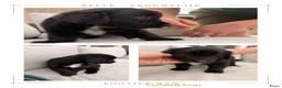 Kruising honden te koop: 4 dame Australian Retrievers zoeken thuis. - Advertentie 5