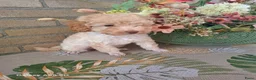 Poedel Toy honden te koop: Toy poedel  - Advertentie 7