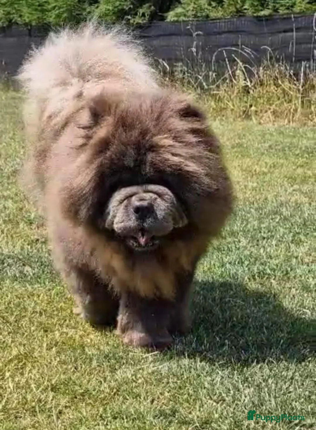 Chow Chow honden te koop: Mini Chow chow - Advertentie 8