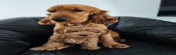Cockapoo honden te koop: Cockapoo pup (Toy Poedel x Cocker Spaniël) - Advertentie 6
