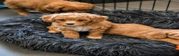 Cavapoo honden te koop: Prachtige Cavapoo pups beschikbaar  - Advertentie 8