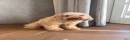 Cockapoo honden te koop: 🐶 Cockapoo pups te koop - Advertentie 2