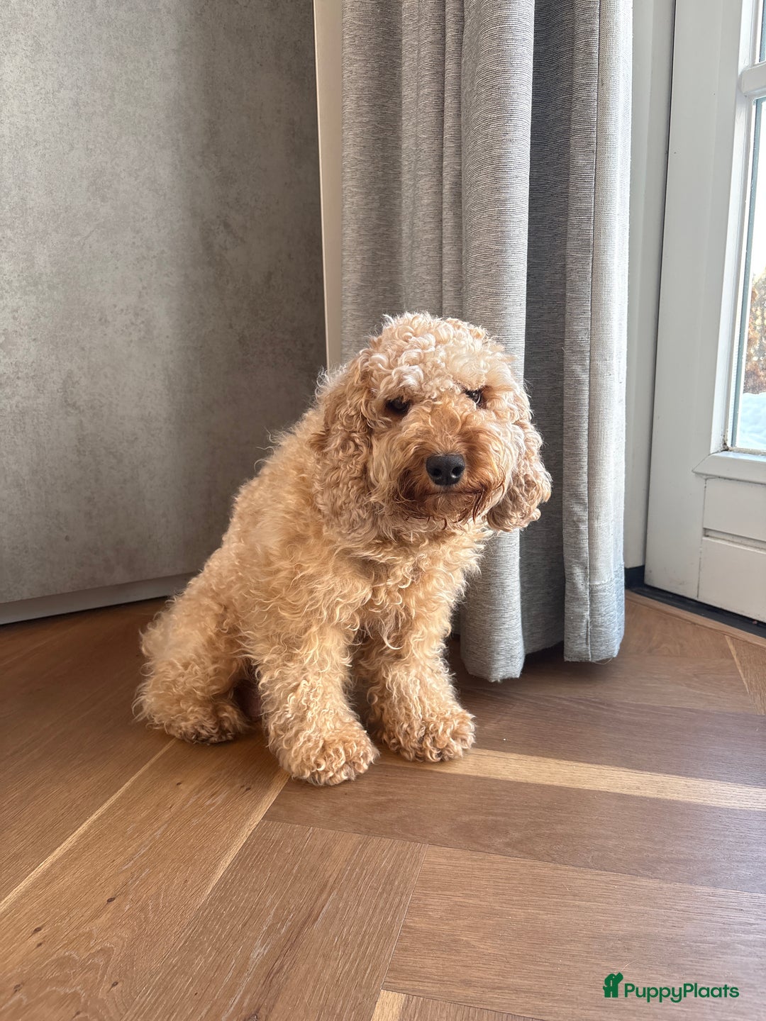 Cockapoo honden te koop: 🐶 Cockapoo pups te koop - Advertentie 2