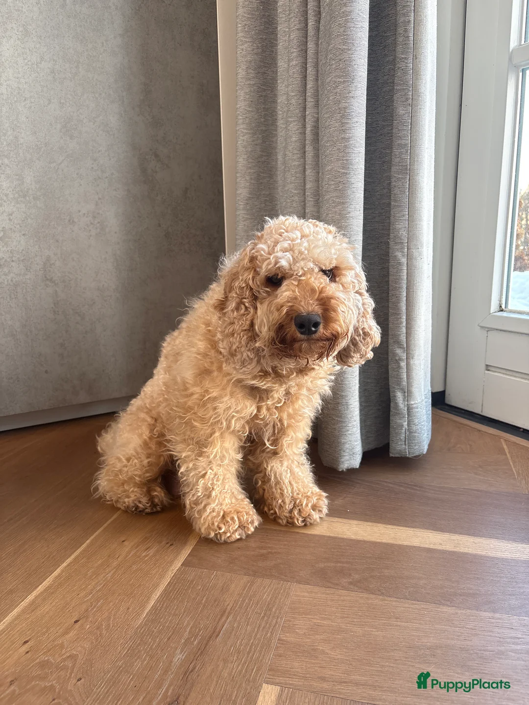 Cockapoo honden te koop: 🐶 Cockapoo pups te koop - Advertentie 2