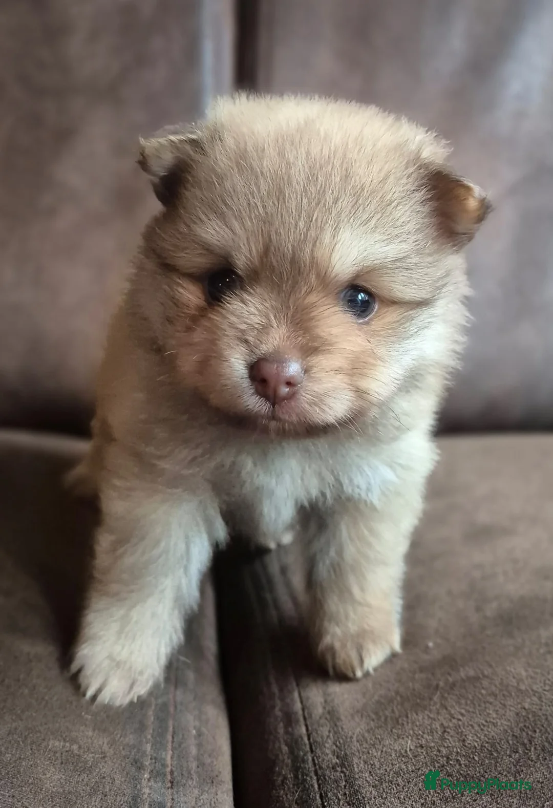 Kruising honden te koop: 3 reutjes - Advertentie 19