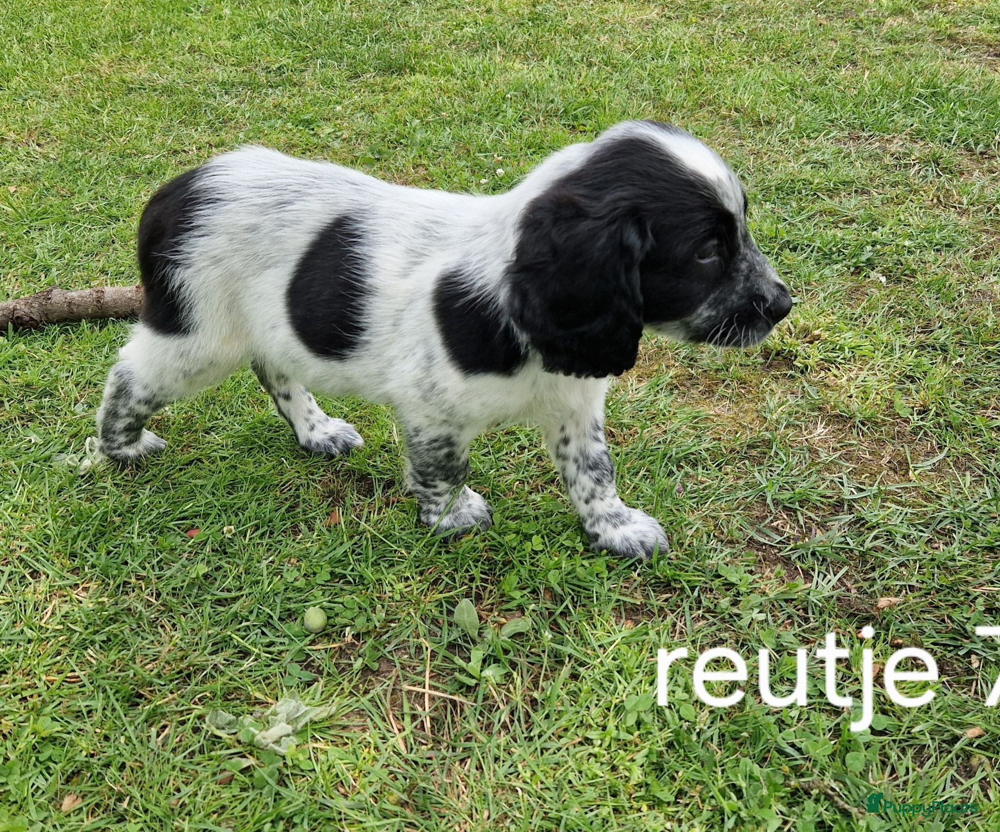 Friese Stabij honden Sasha en haar twee belhamel-reutjes - Advertentie 1