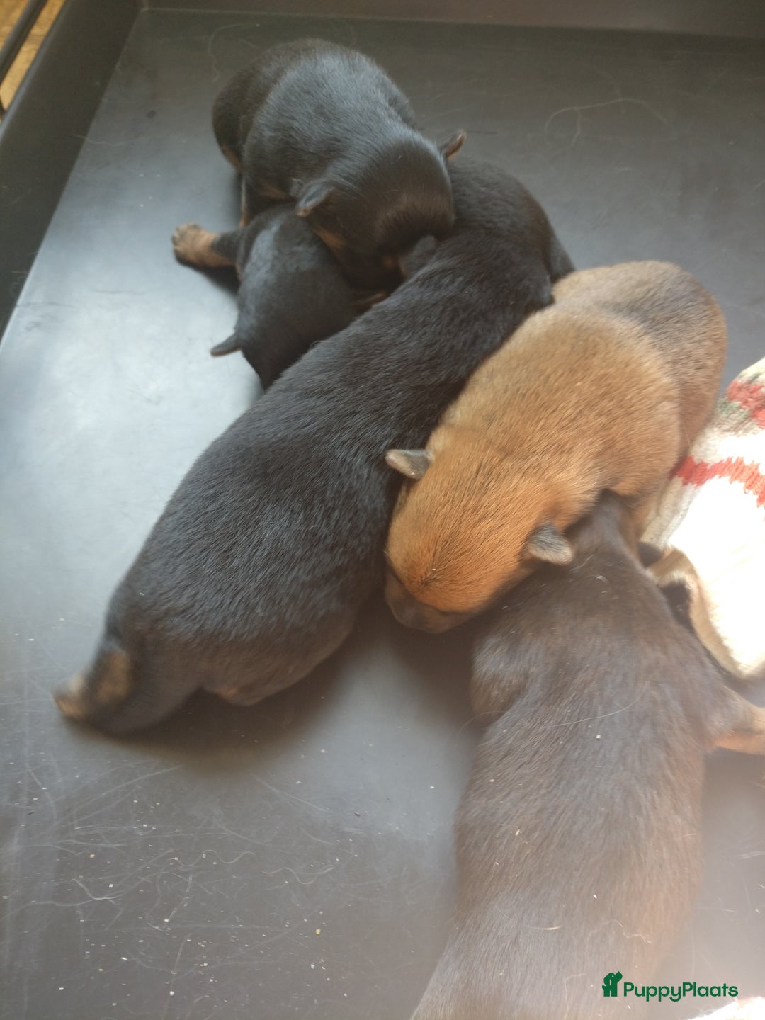 Pomsky honden te koop: Pomeriaan x Yorkshire Terriër  - Afbeelding 10