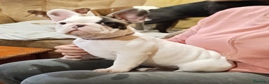 Franse Bulldog Puppy 1