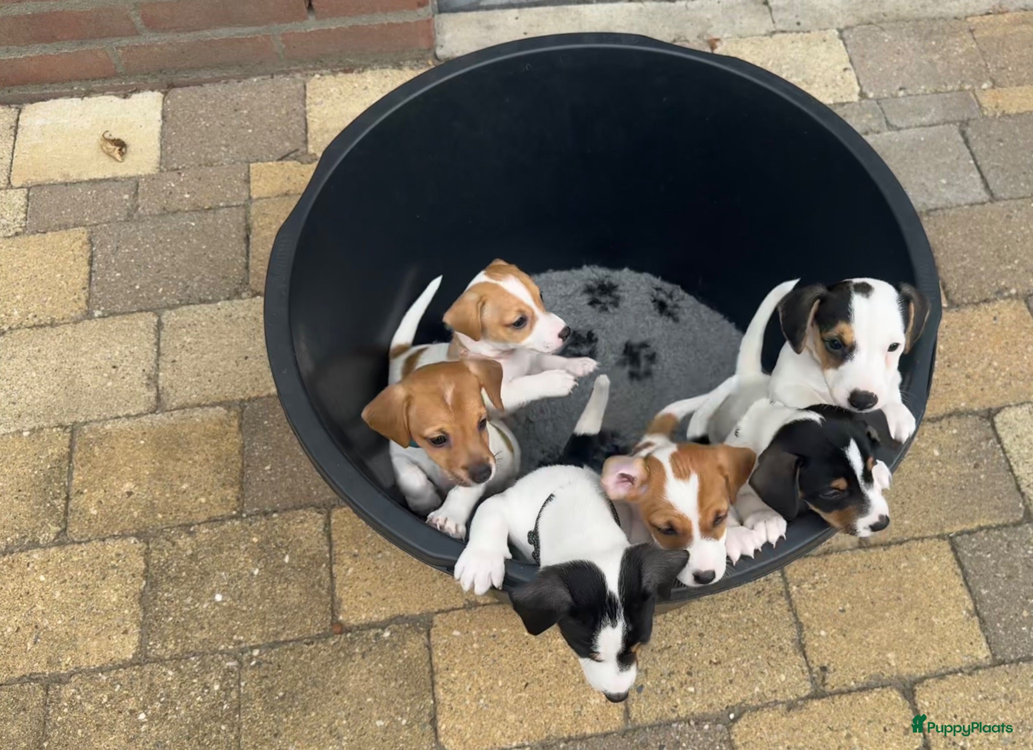 Jack Russel Terriër honden Jack Russell pups te koop - Advertentie 1