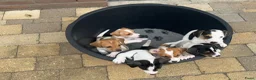 Jack Russel Terriër honden te koop: Jack Russell pups te koop - Advertentie 11