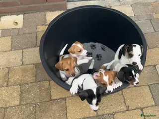 Jack Russel Terriër honden Jack Russell pups te koop - Advertentie 1