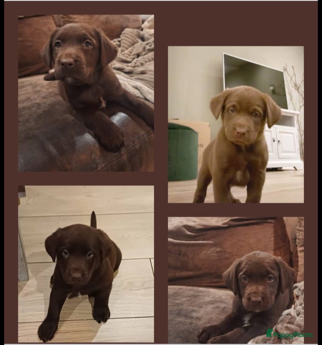 Kruising honden Super mooie bruine Labrador pups - Advertentie 2