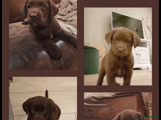 Kruising honden Super mooie bruine Labrador pups - Advertentie 2