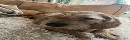 Basset fauve de Bretagne honden ter dekking: Dekreu gezocht voor Roxy basset fauve de Bretagne  in Breda - Advertentie 3